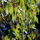 Winemaking has a counterintuitive history.